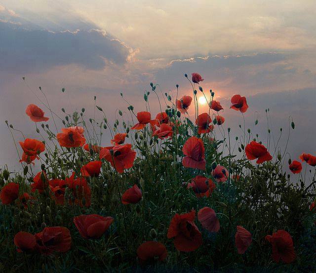 12235125_975828189149835_8613638854166985631_n