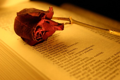 12278702_1568432336745411_5968798764911502050_n