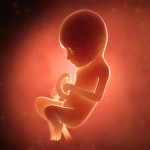 medical illustration of a human fetus month 9