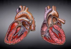 300px-Herz-Heart