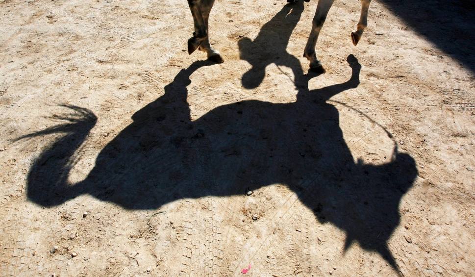 Seryjny samobójca od koni