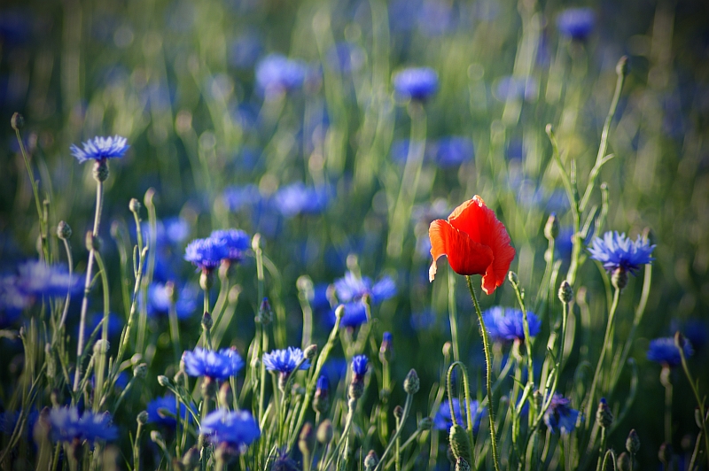 ...samotnoæ w t³umie...