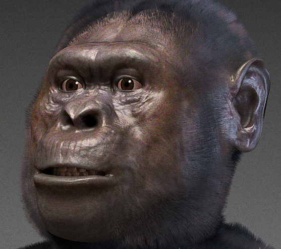 Australopithecus_afarensis