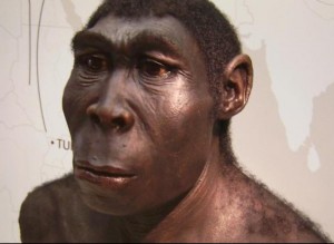 Homo erectus