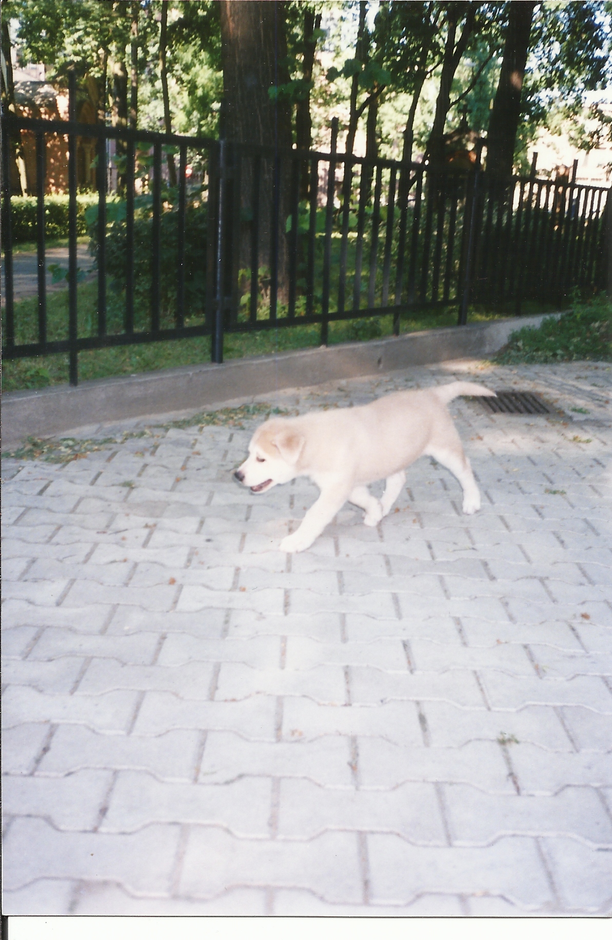 Simba III