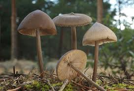 grzyby hakucynogenne