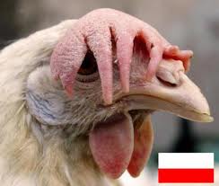 kogut z klapniętym grzebieniem