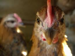 kurki zielononóżki