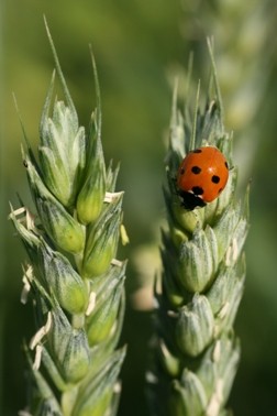 ladybug