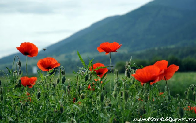 10.06.2012. Beskid Wyspowy. 

N/z Polne maki

Fot. M. Lasyk/REPORTER
