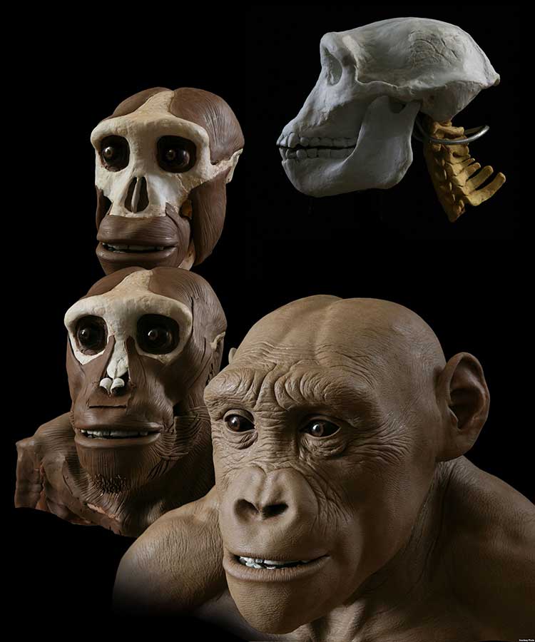 sahelanthropus_tchadensis