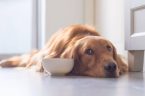 Liberalny serwis informacyjny wezwał amerykańskich właścicieli psów do rozważenia zamiany karmy z kurczaka, indyka czy wołowiny na „nowe rozwiązania w zakresie żywności”, takie jak „mięso hodowane w laboratorium” lub „karma […]