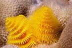 Nasze ziemskie zielone choinki mają swoje żywe, miniaturowe kopie pod wodą. Błękitne, żółte, czerwone, białe. Kiedy po raz pierwszy zobaczyłam kolonię oszałamiająco kolorowym choinek na ogromnej bule korala mózgowego, oniemiałam. […]