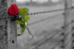 Miał zginąć w Auschwitz Marta Jacukiewicz / pk (fot. shutterstock.com) Poruszająca historia Kazimierza Piechowskiego – bohatera słynnej i jedynej ucieczki z KL Auschwitz w dn. 20 czerwca 1942 roku. Marta […]
